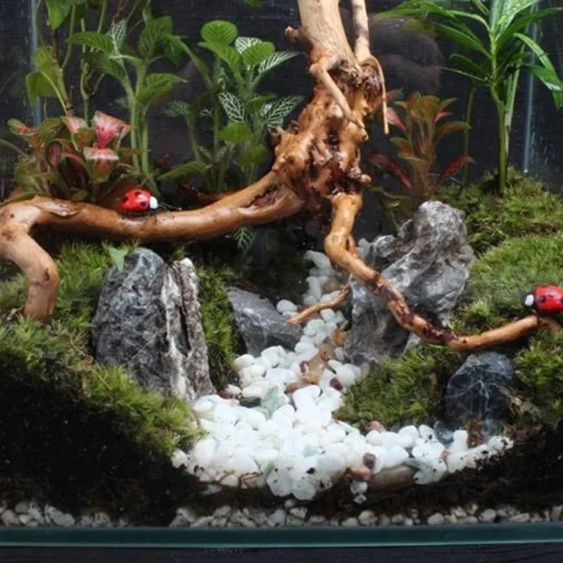 Natural Tree Trunk Driftwood A - đánh giá và giá Aquarium Fish Cichlid