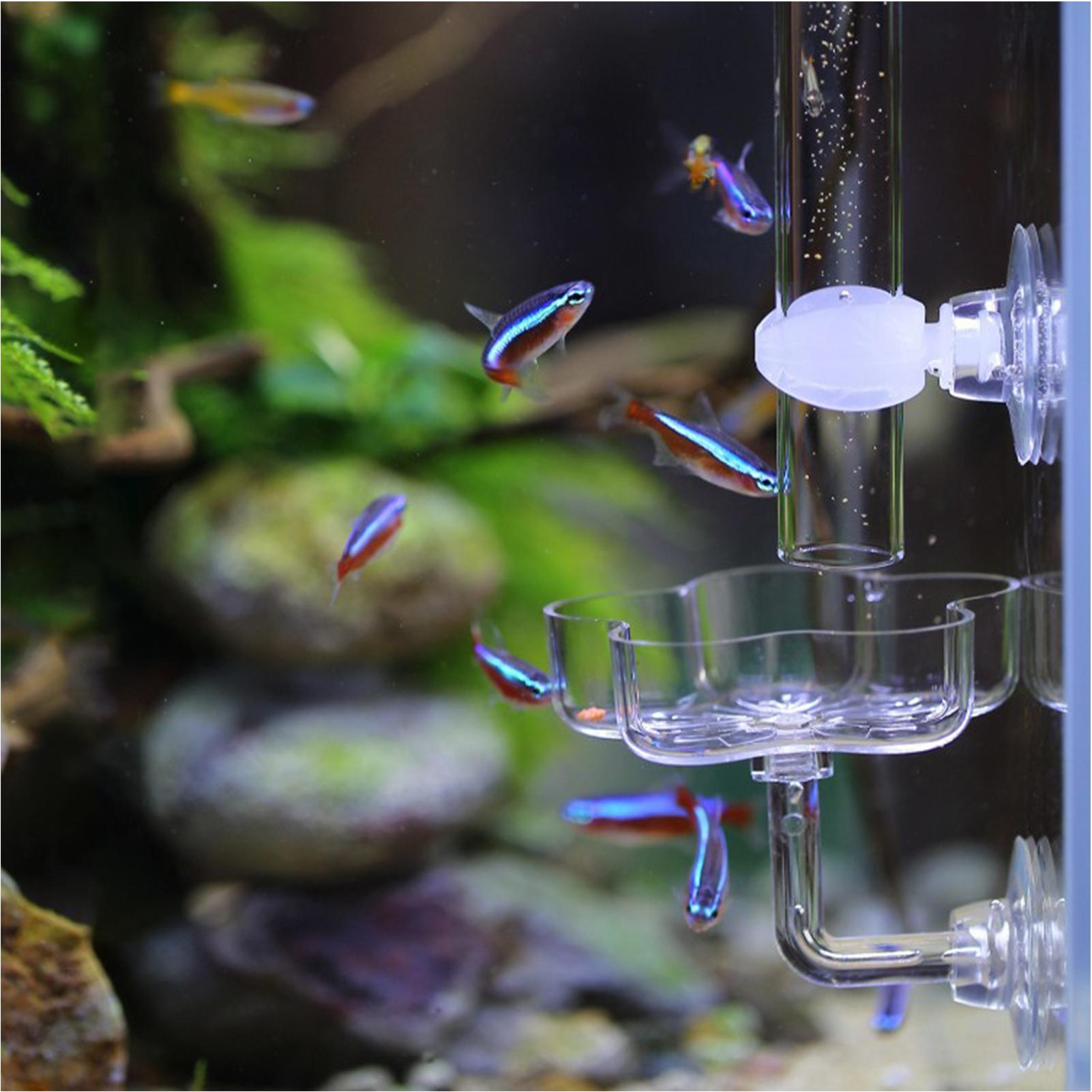 Aquarium Feeder Suction Cup Fl - đánh giá và giá Tetra Fish In Aquarium