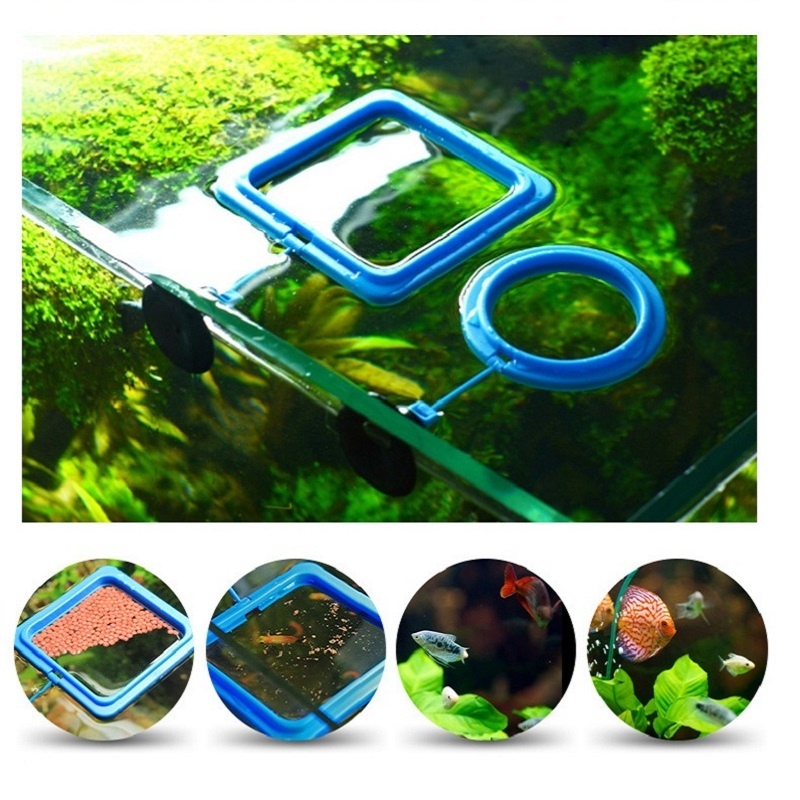Fish Feeding Ring Feeder Fishi - đánh giá và giá Tetra Fish In Aquarium