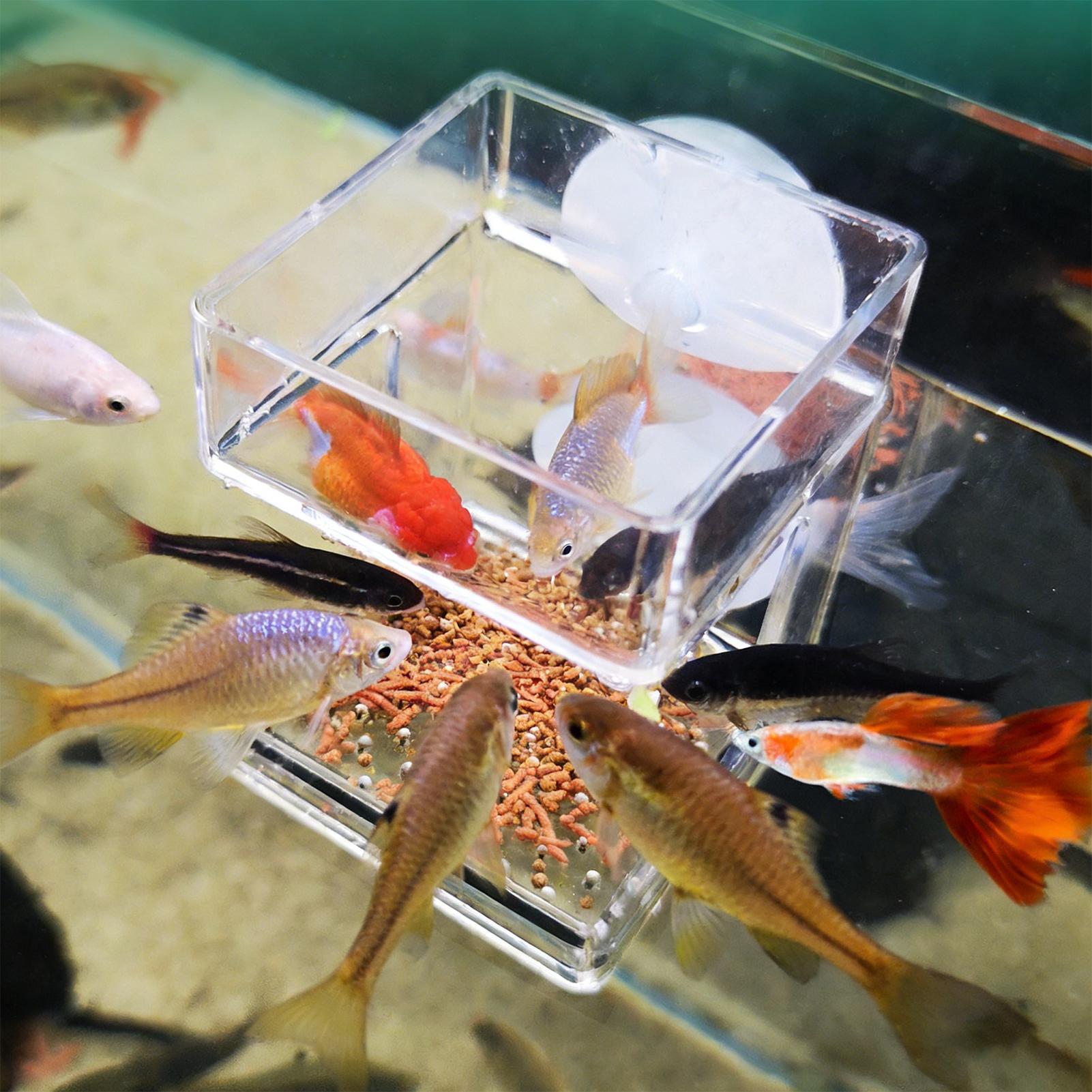 Aquarium Feeder Suction Cup Aq - đánh giá và giá Tetra Fish In Aquarium