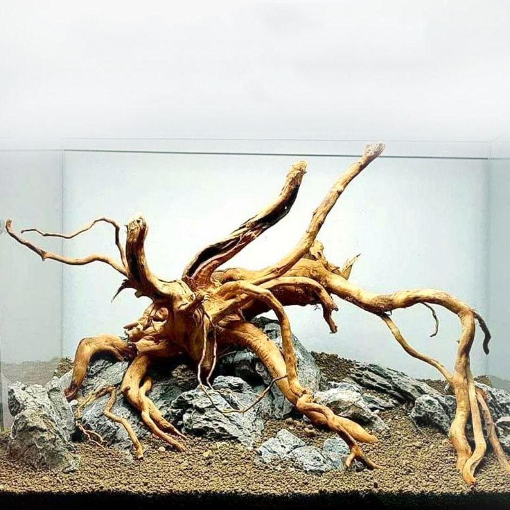 Natural Tree Trunk Aquarium De - đánh giá và giá Aquarium Fish Cichlid