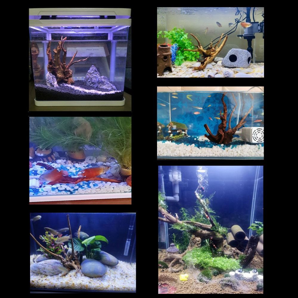 Natural Tree Trunk Aquarium De - đánh giá và giá Aquarium Fish Cichlid
