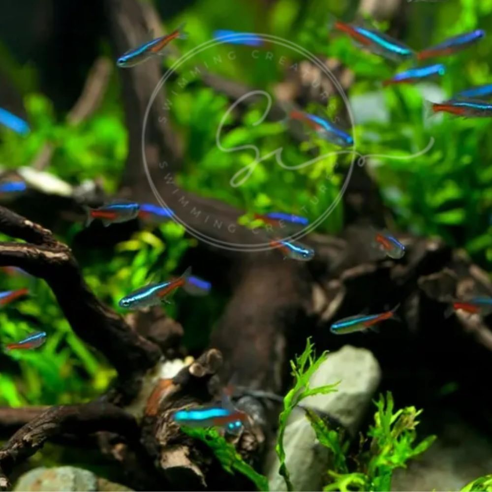 Freshwater Neon Tetra Fish (Si - đánh giá và giá Tetra Fish In Aquarium