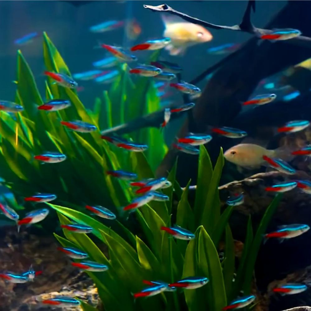 Freshwater Neon Tetra Fish (Si - đánh giá và giá Tetra Fish In Aquarium