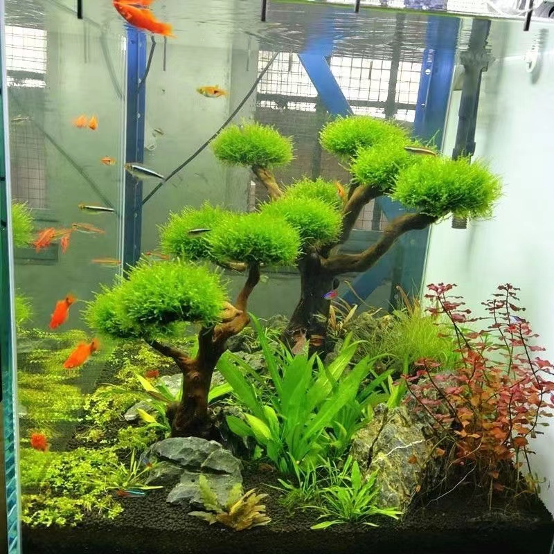 Fish tank greening wood frame  - đánh giá và giá Aquarium Fish Green