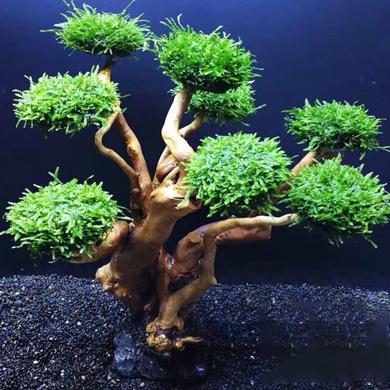 Fish tank greening wood frame  - đánh giá và giá Aquarium Fish Green