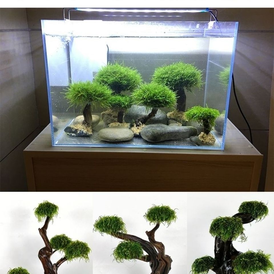 Fish tank greening wood frame  - đánh giá và giá Aquarium Fish Green