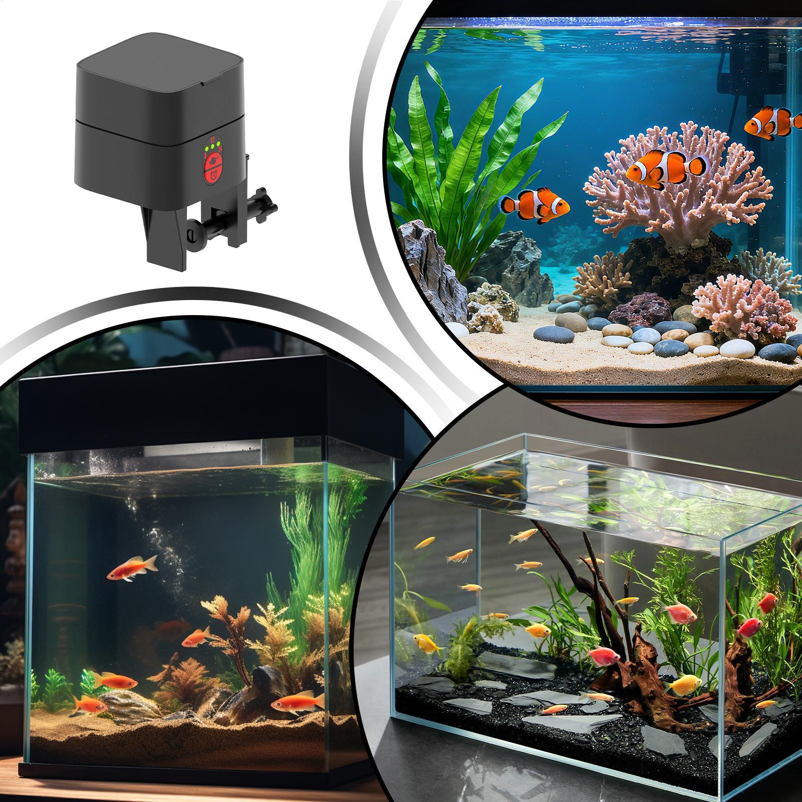 Auto Fish Feeder For Aquarium  - đánh giá và giá Aquarium Fish In Bowl