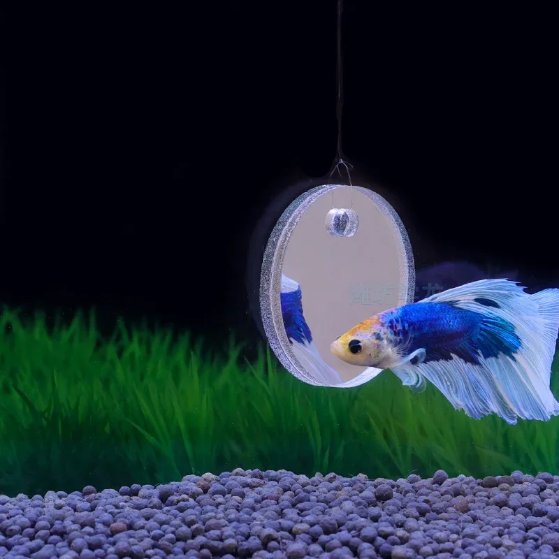Aquarium Betta Mirror Fish Tan - đánh giá và giá Aquarium Fish Cichlid