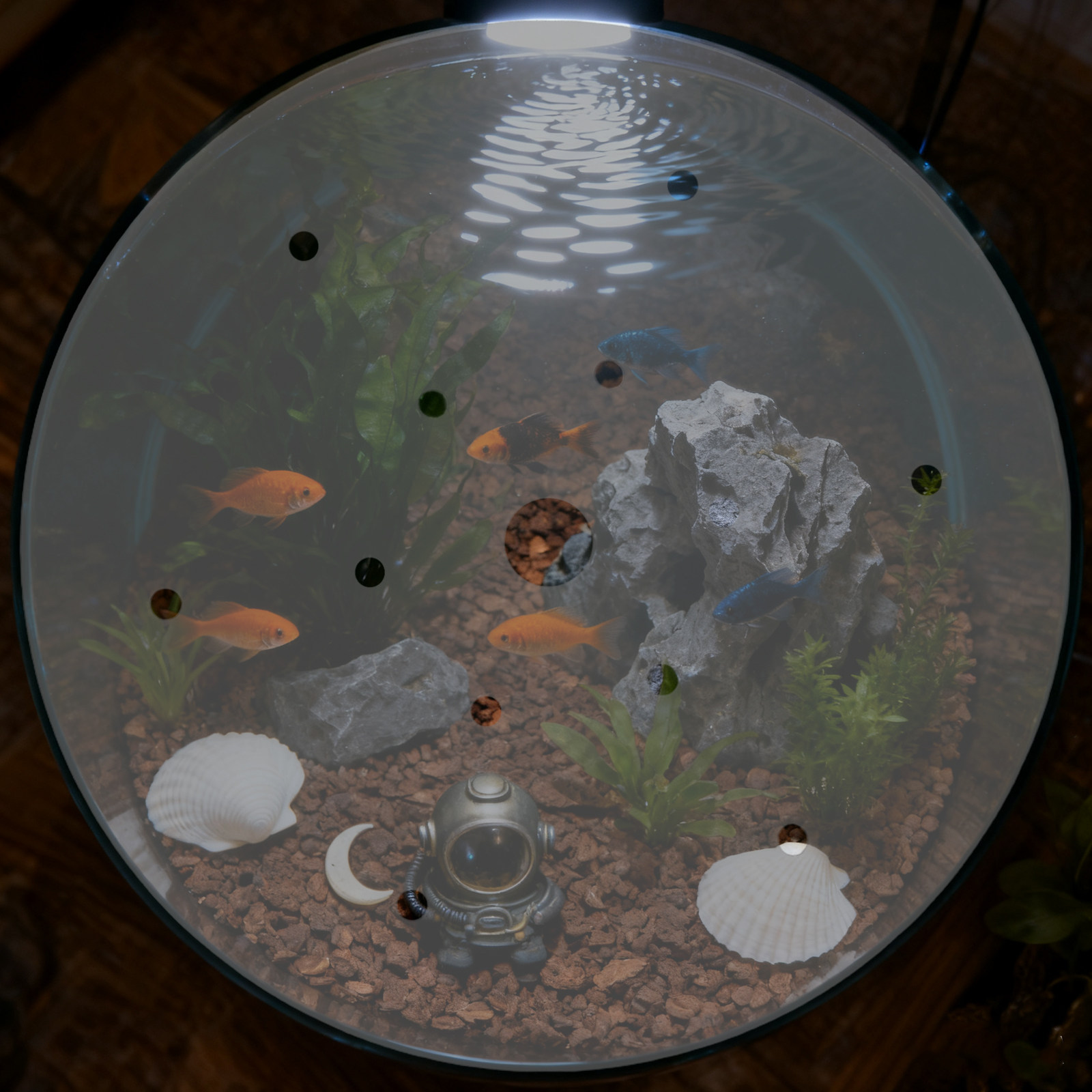 7 Inch Round Acrylic Fish Tank - đánh giá và giá Aquarium Fish In Bowl